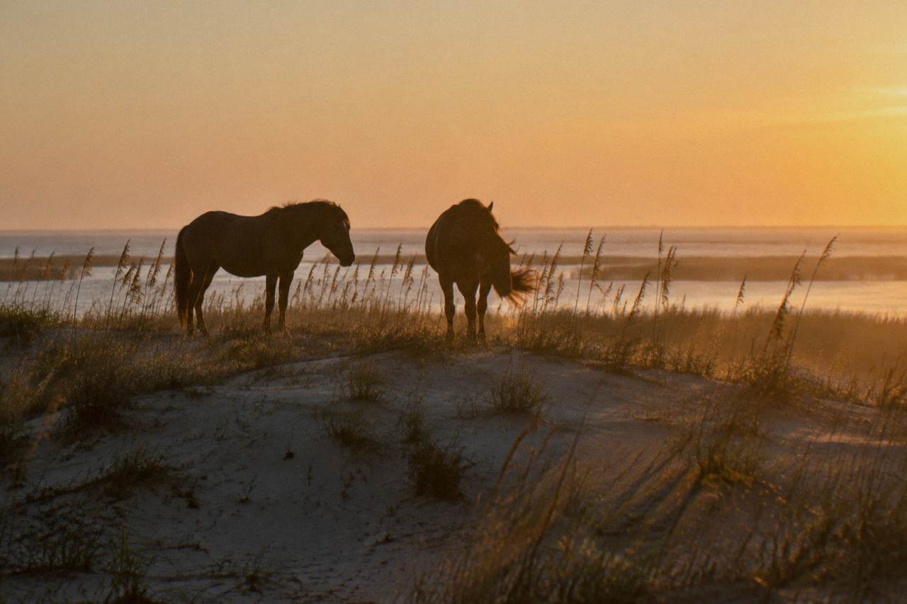 Wild horses standing in the sand dunes near Corolla at golden hour